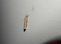 Crambus laqueatellus