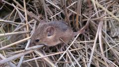 Mus minutoides minutoides