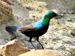 Cinnyris bifasciatus microrhynchus