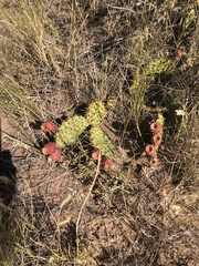 Opuntia cymochila