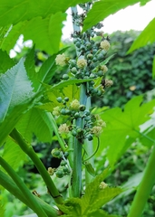 Ricinus communis