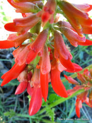 Erythrina zeyheri