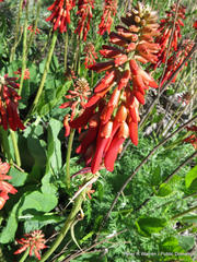 Erythrina zeyheri
