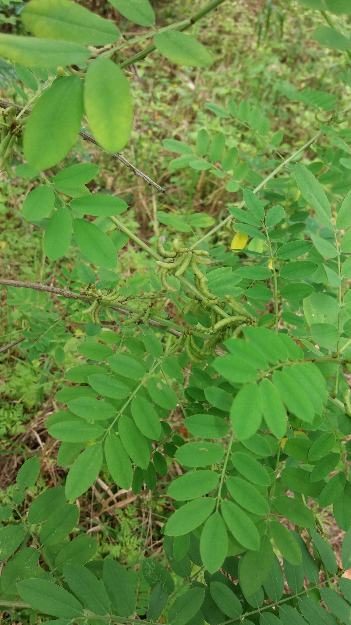 Indigofera suffruticosa