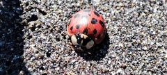Harmonia axyridis