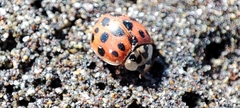 Harmonia axyridis