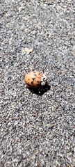 Harmonia axyridis
