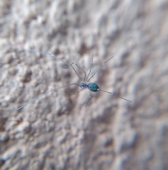 Pholcidae