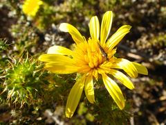 Cullumia setosa setosa