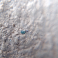 Pholcidae