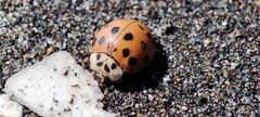 Harmonia axyridis