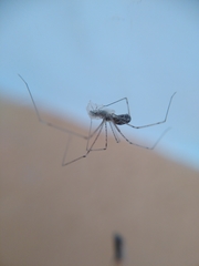 Pholcidae