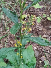 Solidago virgaurea