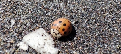 Harmonia axyridis
