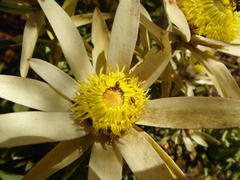 Leucadendron sessile