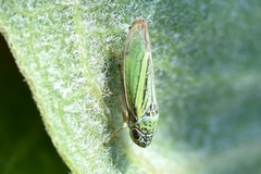 Graphocephala lugubris