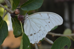Morpho polyphemus polyphemus