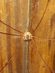 Leiobunum bimaculatum