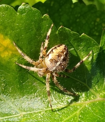 Araneus diadematus