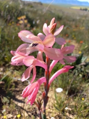 Watsonia coccinea