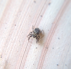 Salticidae