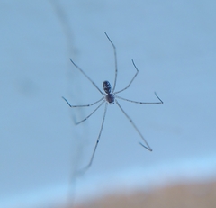 Pholcidae