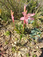 Watsonia coccinea