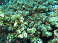 Pocillopora grandis