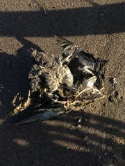 Pelecanoides garnotii