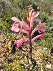 Watsonia coccinea