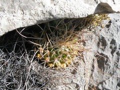 Mammillaria compressa centralifera