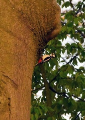 Dendrocopos major