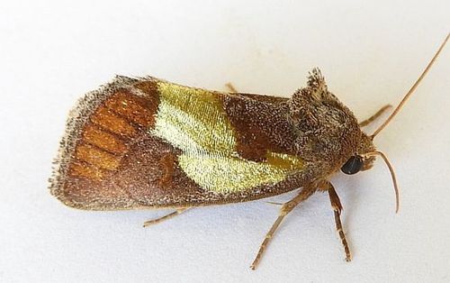 Chalcopasta acema