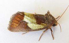 Chalcopasta acema