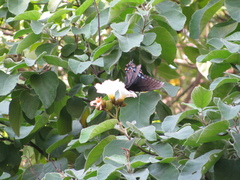 Papilio alexiares garcia