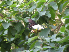 Papilio alexiares garcia