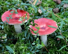 Russula helodes