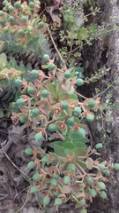 Euphorbia rigida