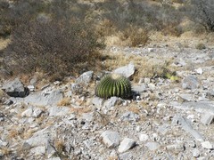 Echinocactus platyacanthus
