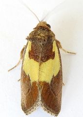 Chalcopasta acema