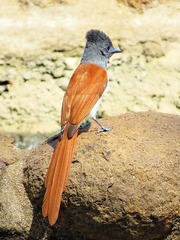 Terpsiphone viridis plumbeiceps