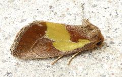 Chalcopasta acema