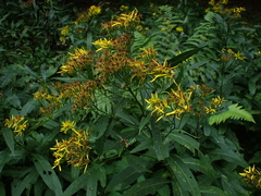 Senecio ovatus alpestris