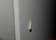 Nectopsyche exquisita