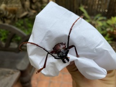 Dorysthenes buquetii