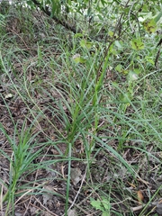 Carex hirta