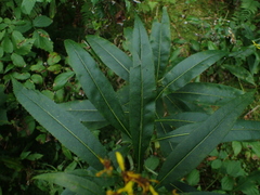Senecio ovatus alpestris