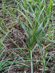 Carex hirta