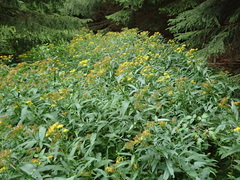 Senecio ovatus alpestris