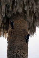 Melanerpes formicivorus